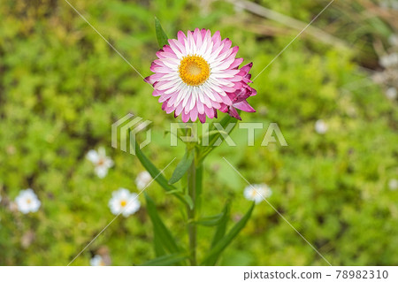 二色草花 78982310