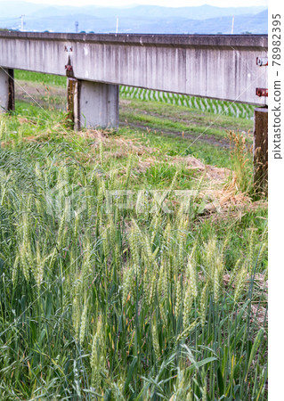 藍色麥田向上素材圖片 藍色麥田向上素材圖片 78982395