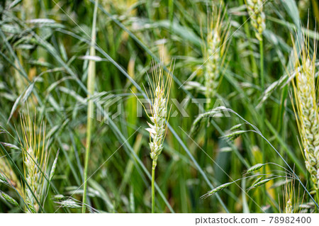 Blue wheat field up material image Blue wheat field up material image 78982400