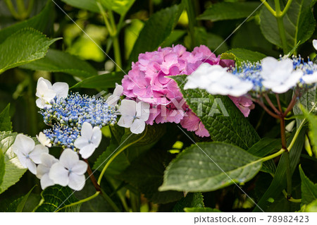 Asukayama公園的繡球花 78982423
