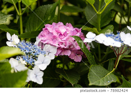 Asukayama公園的繡球花 78982424