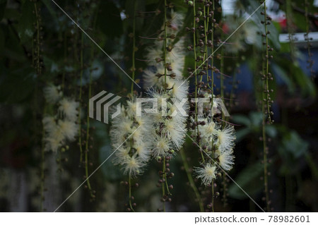 Barringtonia racemosa Barringtonia racemosa 常綠喬木 Barringtonia racemosa Barringtonia racemosa 常綠喬木 78982601