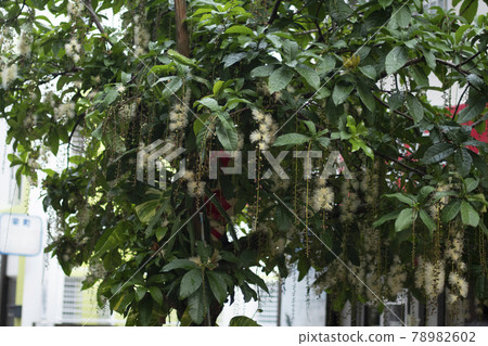 Barringtonia racemosa Barringtonia racemosa 常綠喬木 78982602