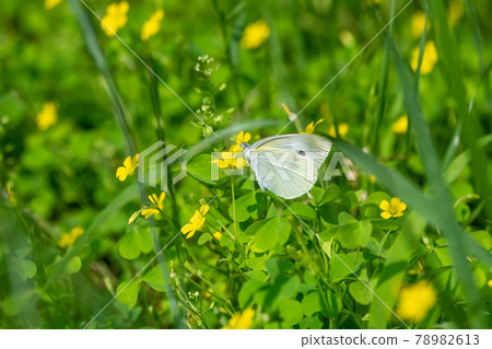 Walk of cabbage white butterfly Walk of cabbage white butterfly 78982613