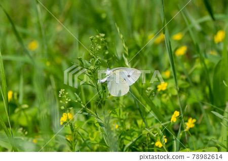 Walk of cabbage white butterfly Walk of cabbage white butterfly 78982614