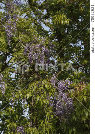 Wild wisteria flowers Wild wisteria flowers 78982621