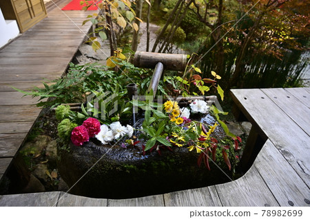 鮮花盛開的京都大原寶泉院築梅 鮮花盛開的京都大原寶泉院築梅 78982699
