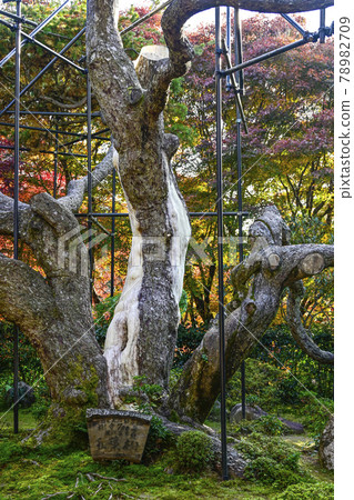 京都大原法泉院五與松 78982709