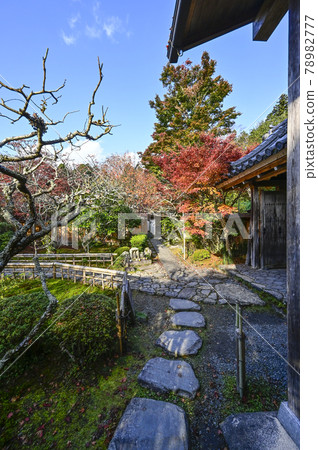 京都大原寶泉院的秋葉 京都大原寶泉院的秋葉 78982777