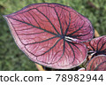 Characteristic of the red heart-shaped leaves  78982944