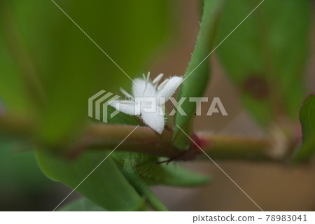 Meriken Mugra [green background] 78983041