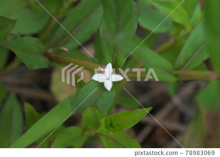 Meriken Mugra [green background] 78983069