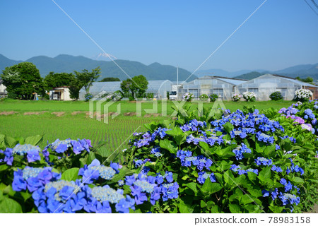 Rural scenery in Kaisei Town, Kanagawa Prefecture Rural scenery in Kaisei Town, Kanagawa Prefecture 78983158