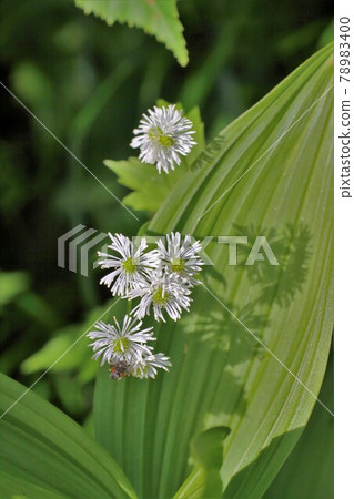 Karamatsusou Karamatsukusa Yamanogusa Central Alps Senjojiki Karamatsusou Karamatsukusa Yamanogusa Central Alps Senjojiki 78983400