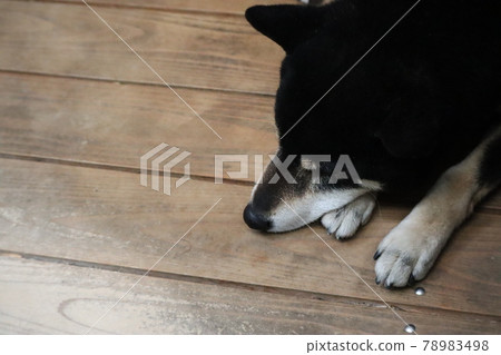一隻黑色的柴犬,舒適地睡在扶手枕上 一隻黑色的柴犬,舒適地睡在扶手枕上 78983498