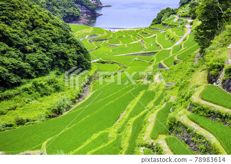 Rice terraces in Hamanoura with beautiful summer greens (Genkai Town, Saga Prefecture) 78983614