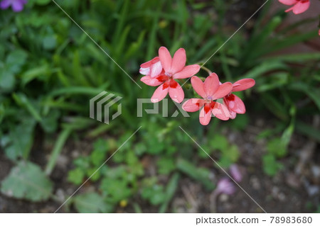 Iris 78983680