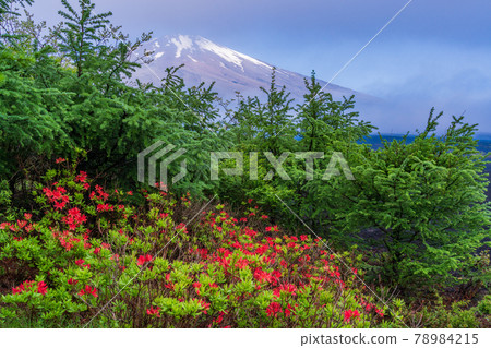 (靜岡縣)山腳下盛開的杜鵑花,白雪皚皚的富士山 (靜岡縣)山腳下盛開的杜鵑花,白雪皚皚的富士山 78984215