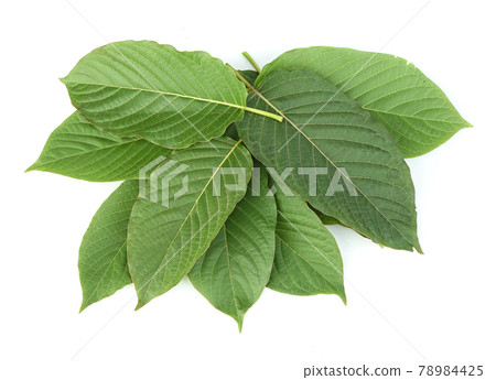 Mitragyna speciosa,kratom leaves isolated on white background 78984425