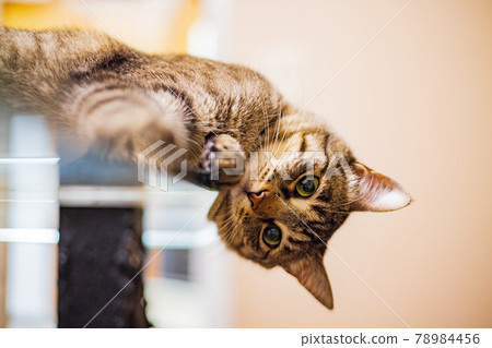 Close up shot of cute cat Close up shot of cute cat 78984456