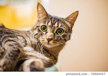Close up shot of cute cat Close up shot of cute cat 78984457