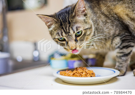 Close up shot of cute cat 78984470