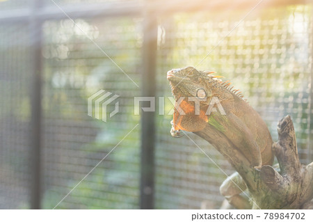 Close up of a iguana on the wood branch at the zoo In the summer 78984702