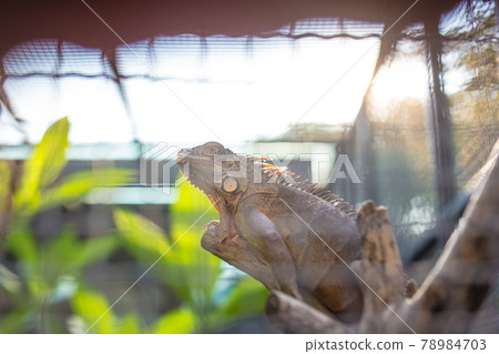 Close up of a iguana on the wood branch at the zoo In the summer 78984703