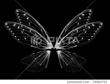 Insect cicada wing isolated on white background Insect cicada wing isolated on white background 78984791