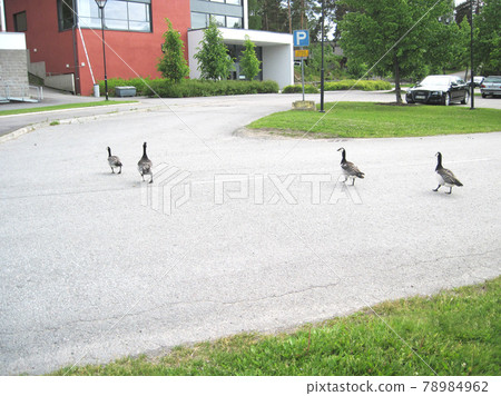 Barnacle goose Parent and child of barnacle goose in Finland 78984962