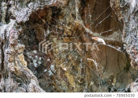 Spider net in the hollow in the tree Spider net in the hollow in the tree 78985030