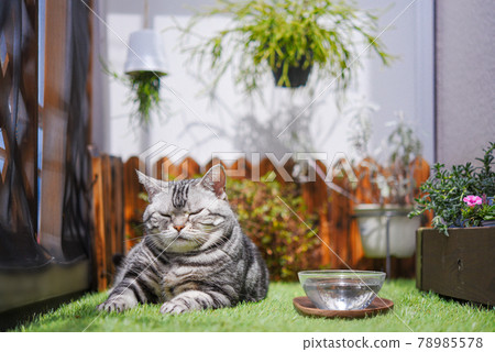 Cat relaxing on the summer veranda 78985578