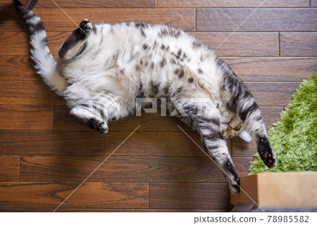 A cat that grows in the navel A cat that grows in the navel 78985582