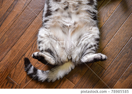 Mofumofu cat's belly 78985585