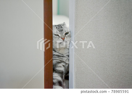 A cat that opens the door with its face and appears as "Munyu" A cat that opens the door with its face and appears as "Munyu" 78985591