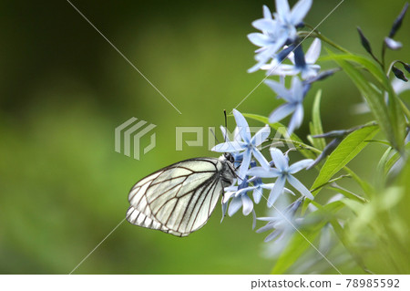 Flower and white butterfly close-up Flower and white butterfly close-up 78985592
