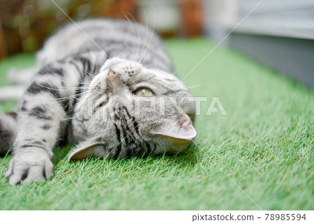 The face of a cat lying on the grass The face of a cat lying on the grass 78985594