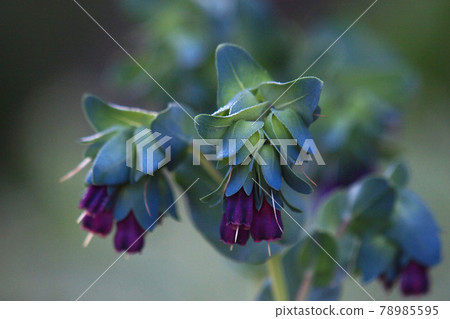 Serinte Serinte 78985595