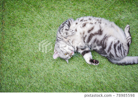 Cat stretching on the lawn 78985598