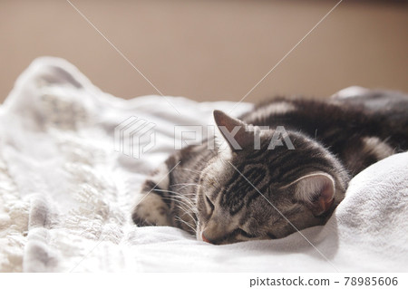 A cat that sleeps comfortably in bed 78985606