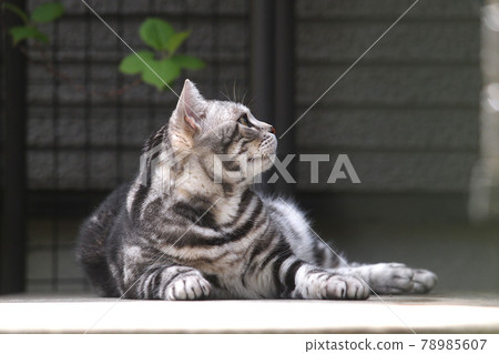 一隻貓用濕邊放鬆,側身全身向上 一隻貓用濕邊放鬆,側身全身向上 78985607