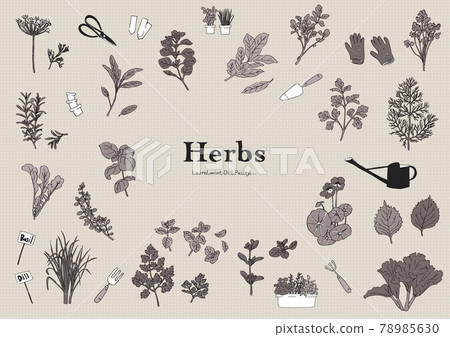 Herbal illustration set Herbal illustration set 78985630
