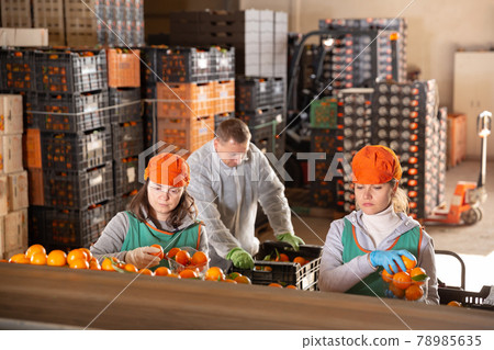 Employees controlling quality of ripe tangerines Employees controlling quality of ripe tangerines 78985635