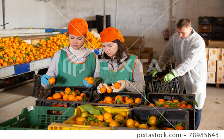 Female employee in colored uniform sorting fresh ripe mandarins on producing grading line Female employee in colored uniform sorting fresh ripe mandarins on producing grading line 78985643
