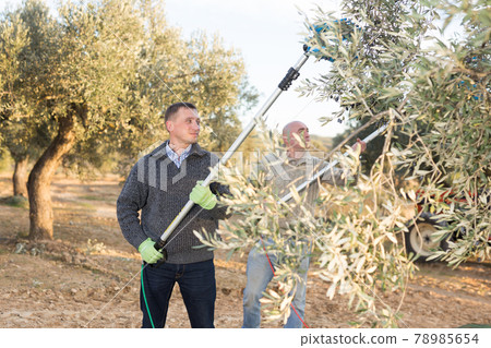 Man gathering harvest in olive grove 78985654