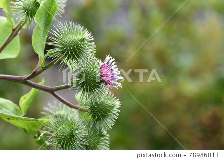 Burdock flower 78986011