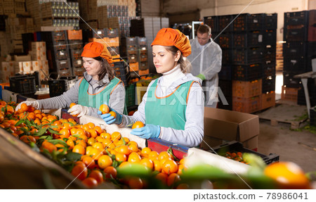 Female employee in colored uniform sorting fresh ripe mandarins on producing grading line 78986041
