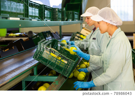 vigorous female employees in uniform sorting fresh apples on producing grading line vigorous female employees in uniform sorting fresh apples on producing grading line 78986043