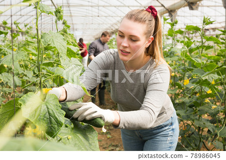 Female farmer puts cucumbers in plastic box Female farmer puts cucumbers in plastic box 78986045