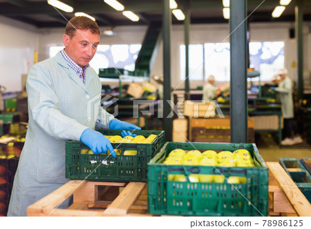 Man arranges boxes with apples after packaging at apples factory Man arranges boxes with apples after packaging at apples factory 78986125